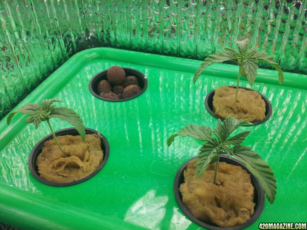 1st time grow, is this normal?