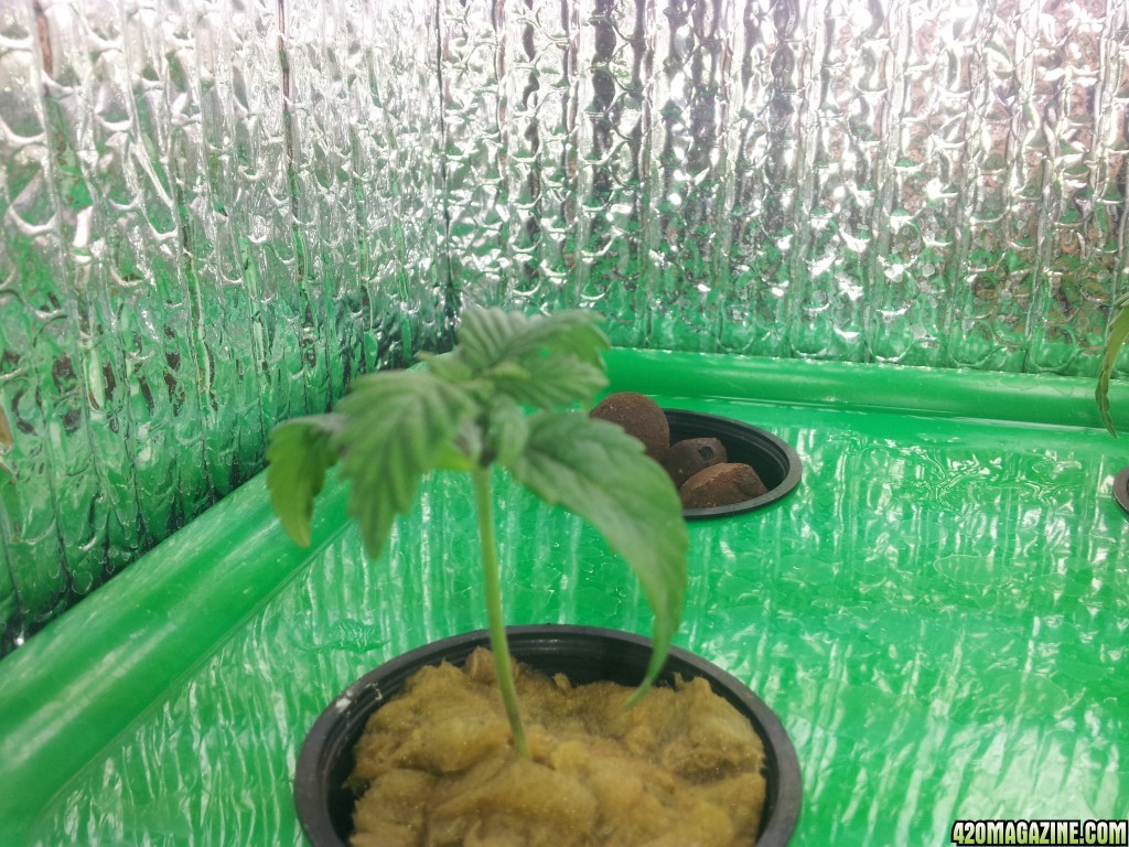 1st time grow, is this normal?