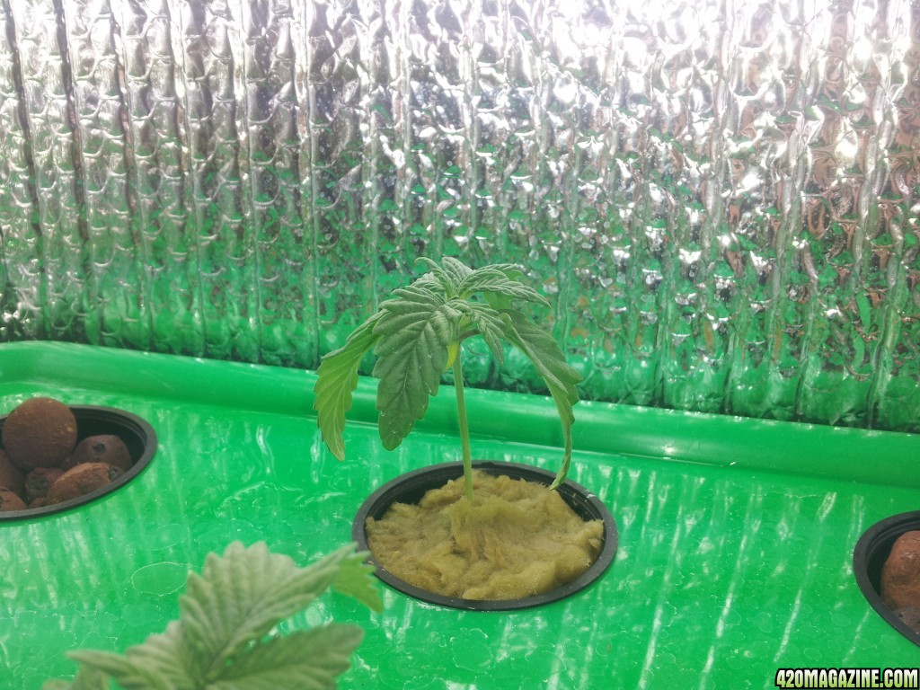 1st time grow, is this normal?