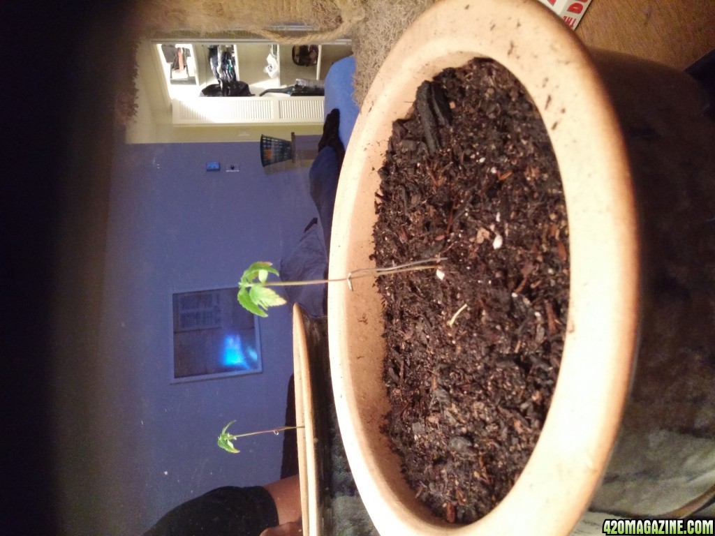 1st Time grow, natural sun indoors