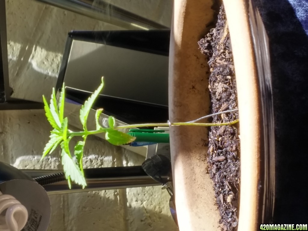 1st Time grow, natural sun indoors