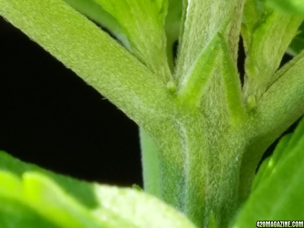 1st Time grow, natural sun indoors