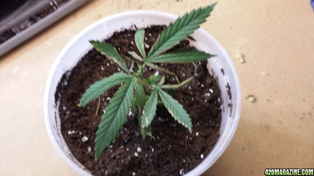 1st time grow problems