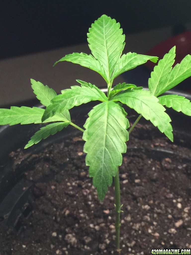 1st time grower