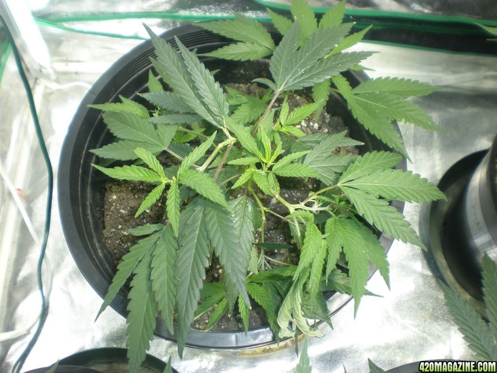 1st time super cropping hendu skunk