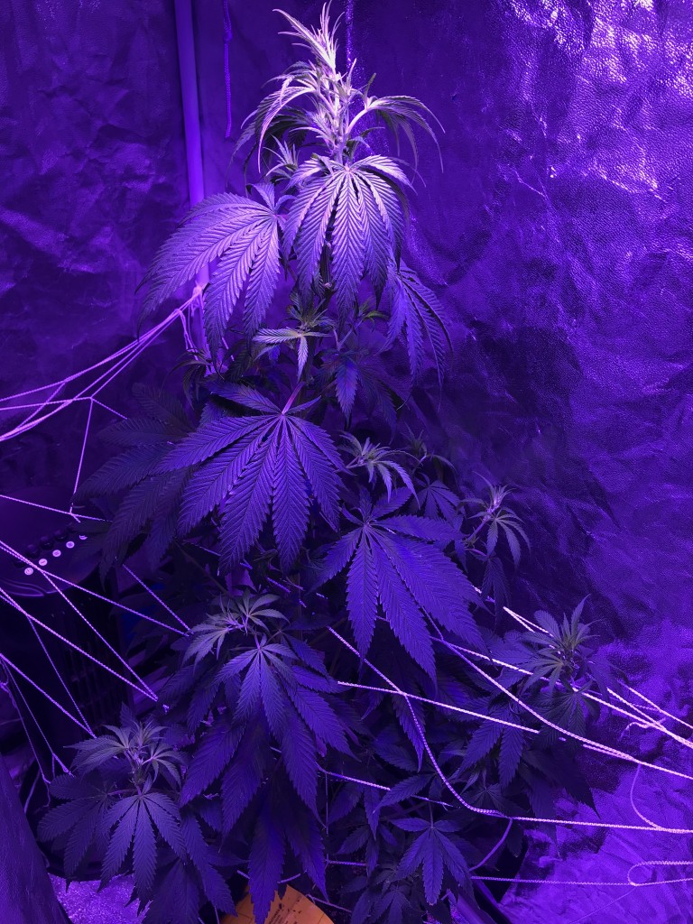 1st week of flowering GDP