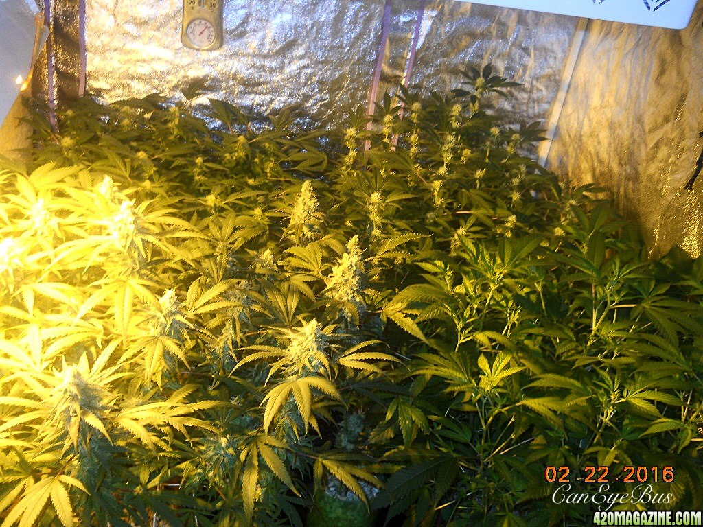 2/22  flower hps only