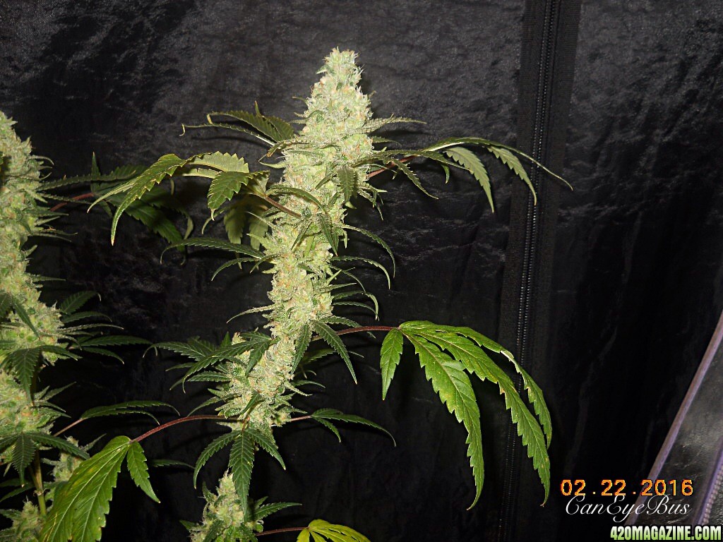 2/22 update flower