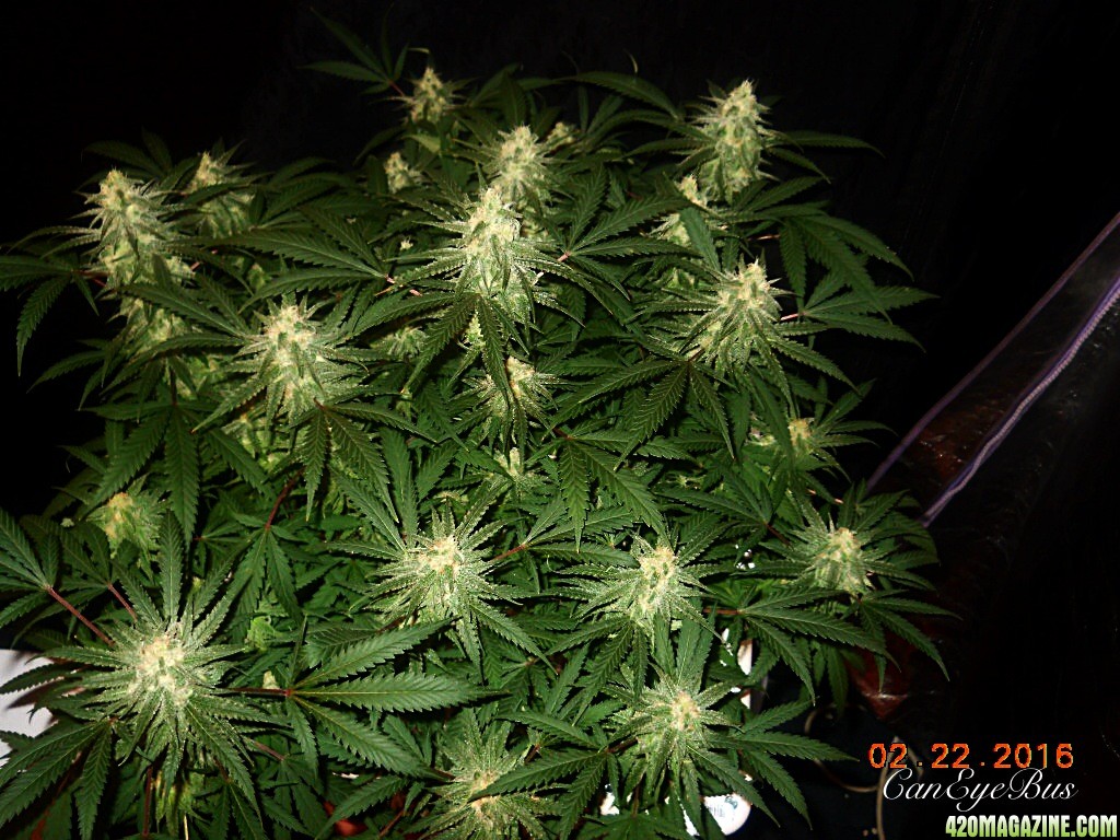 2/22 update flower