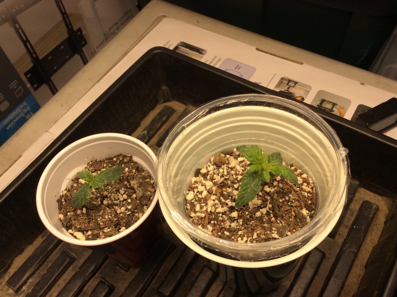 2 bag seedlings 4.13.22
