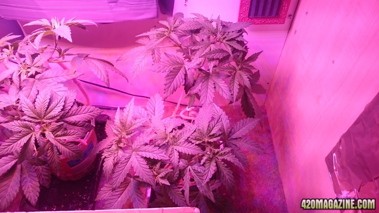 2 Blueberry topped and lst'd