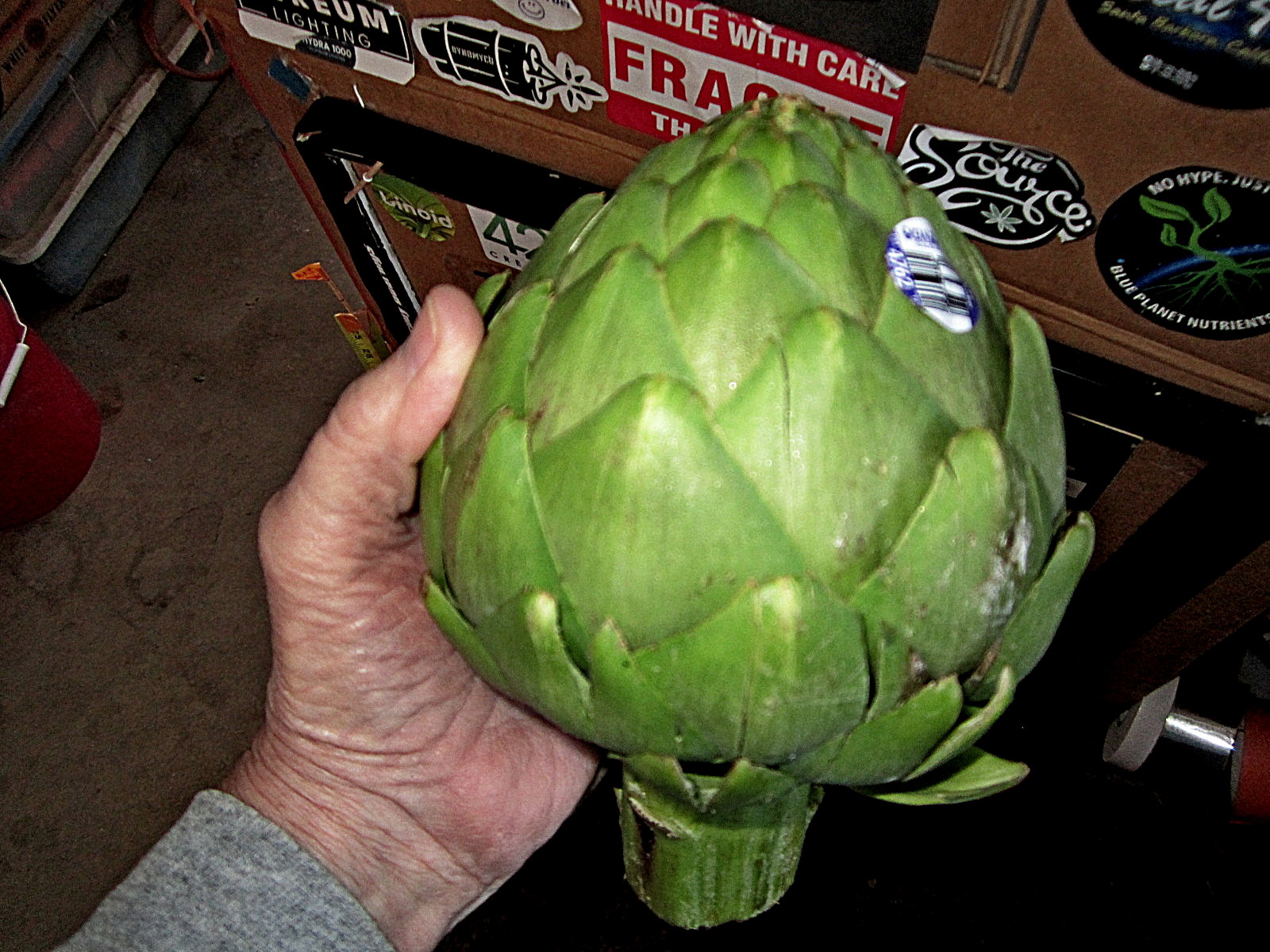 2 lb  artichoke.jpg