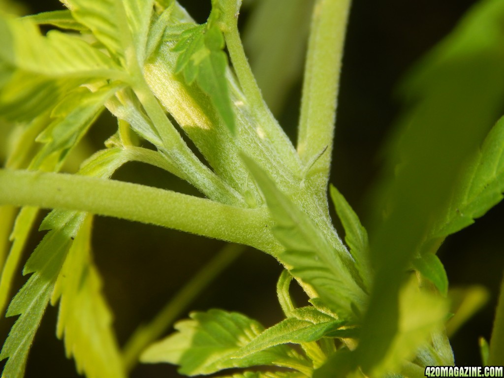 2 month old - Female parts pistils