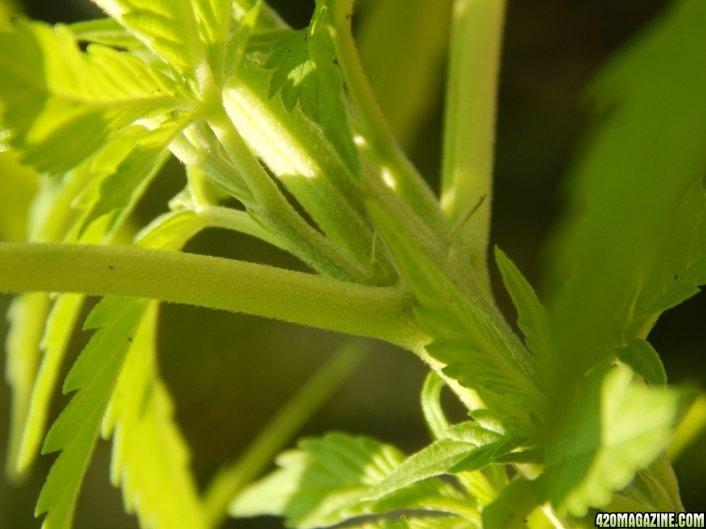 2 month old - Female parts pistils