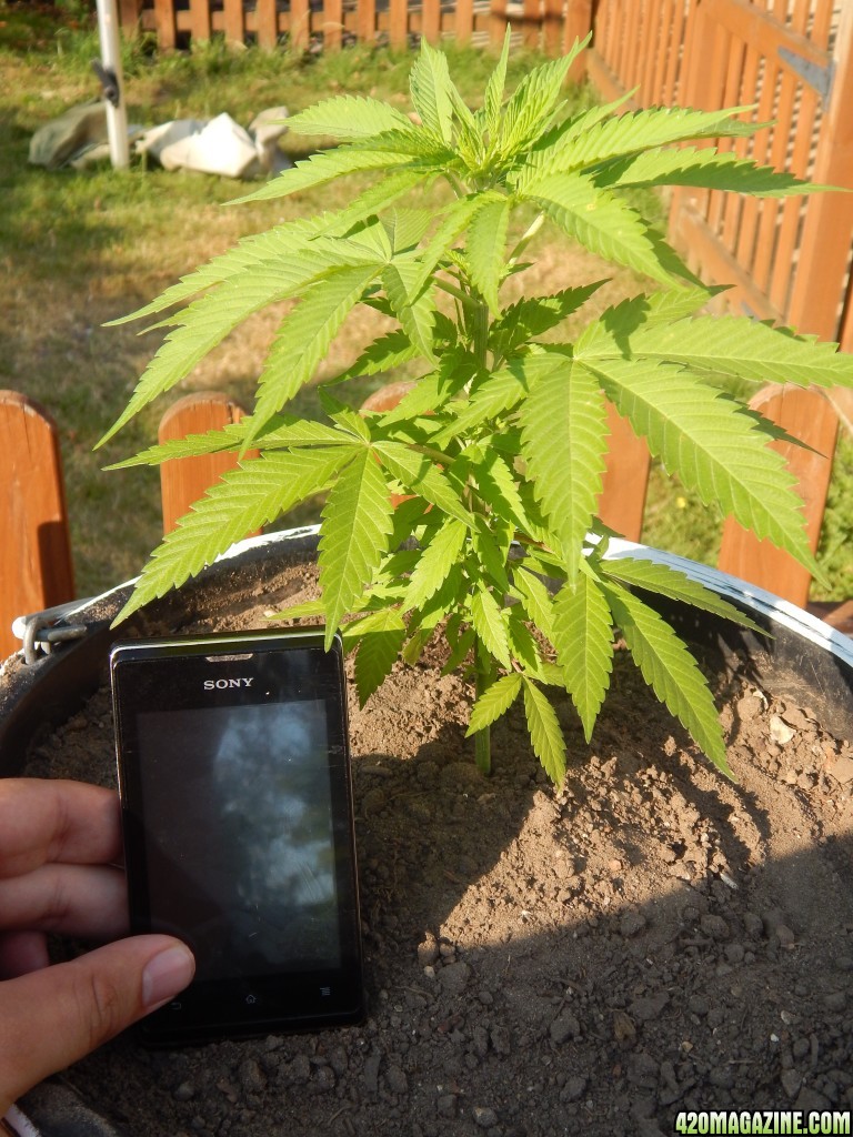 2 month old - Outdoor - indica