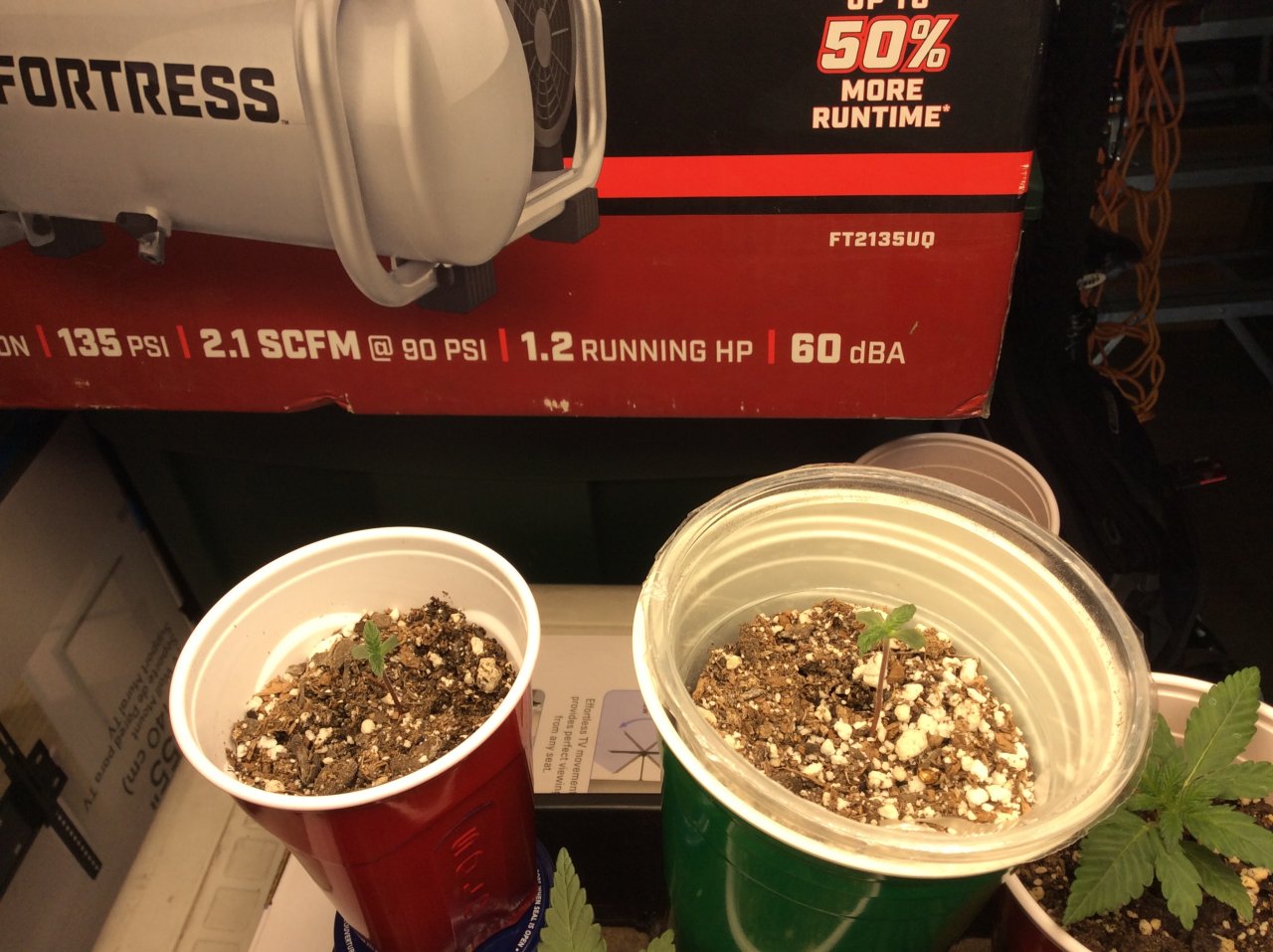 2 mystery seedlings