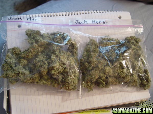 2 oz Jack Herer