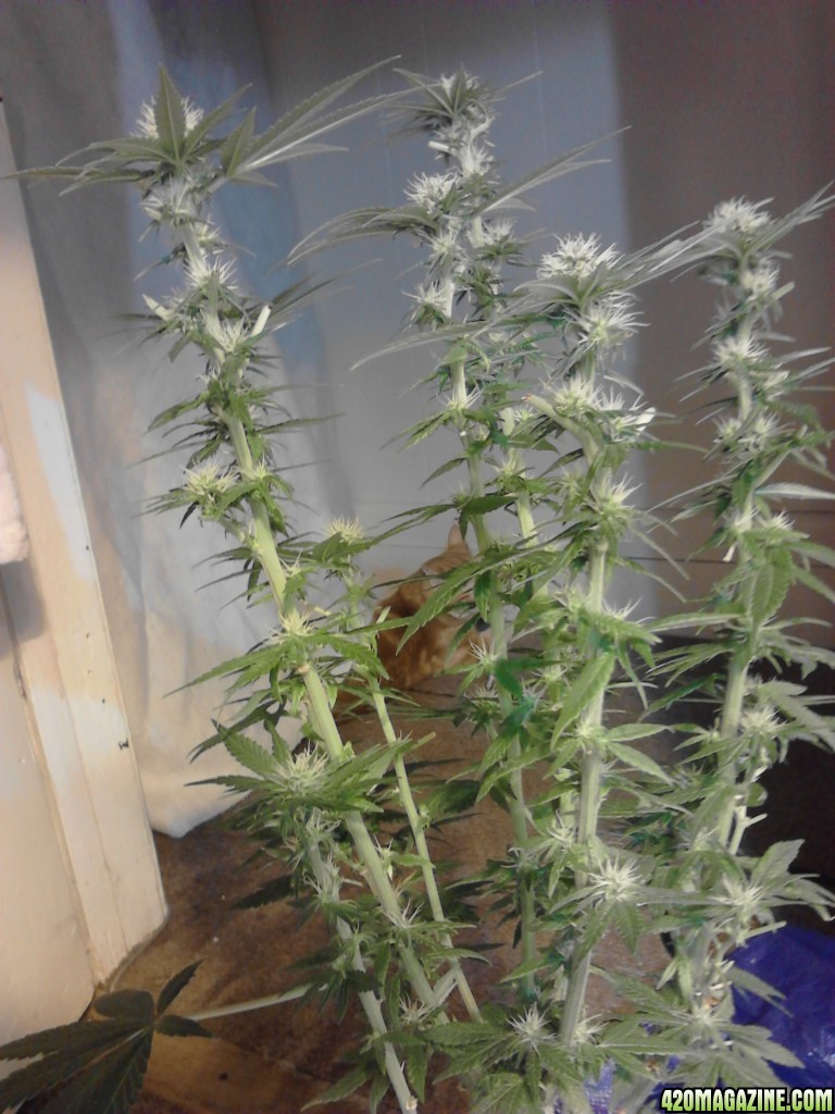 2 plants-Defol - 18 days bloom