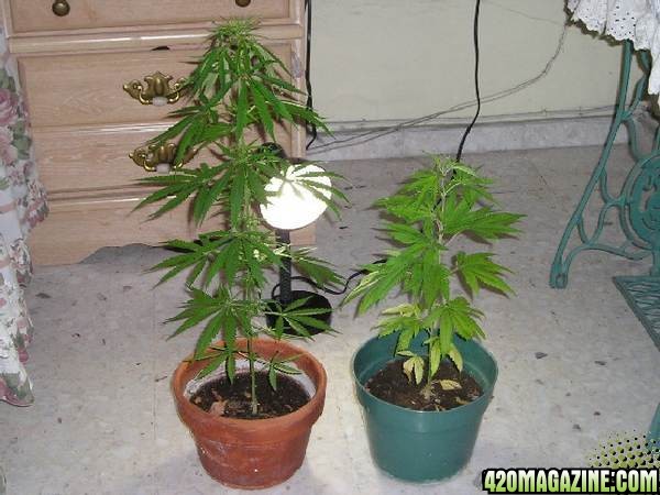 2 plants