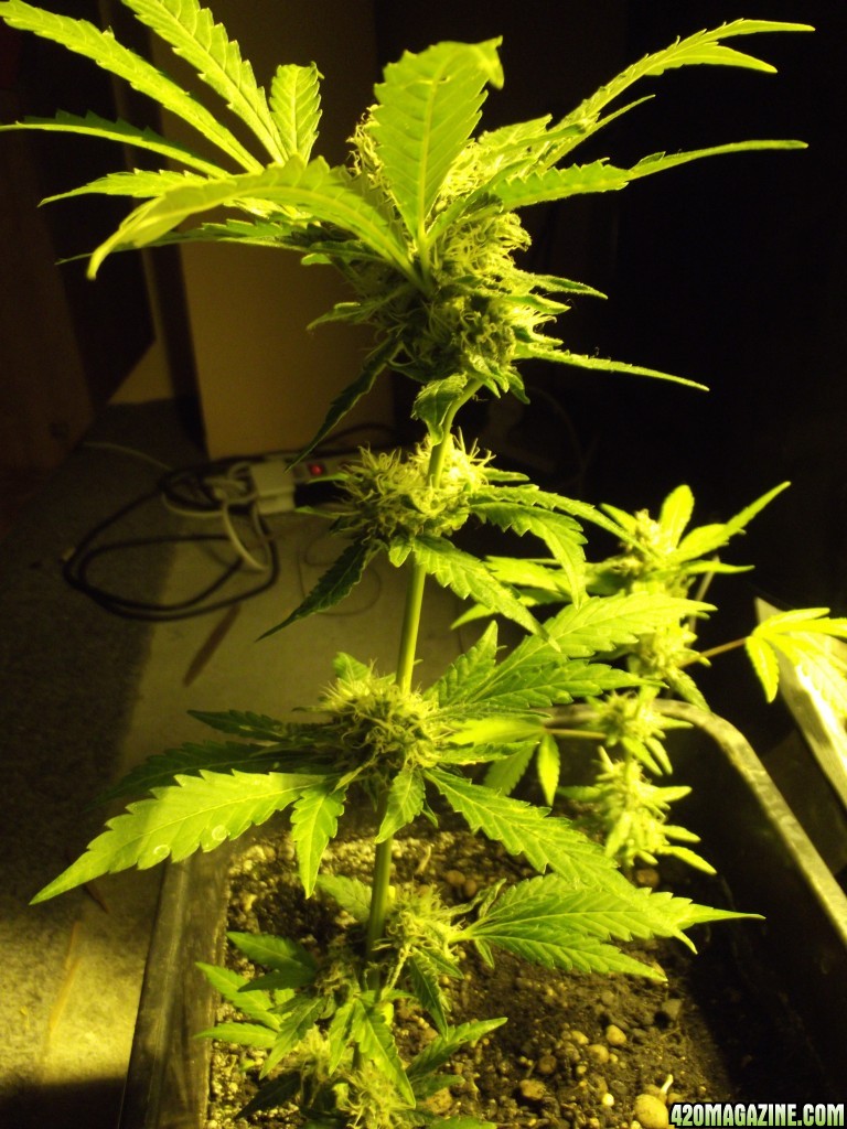 2 skunk little clones flowering .