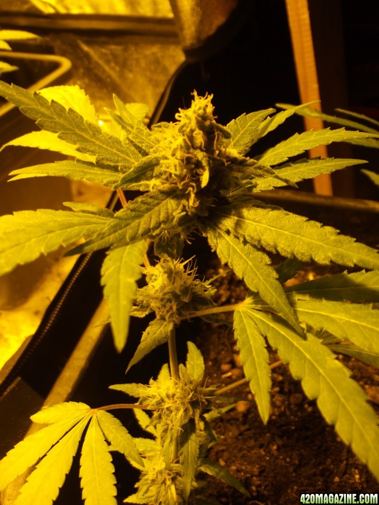 2 skunk little clones flowering .