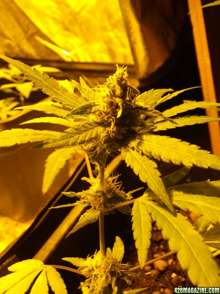 2 skunk little clones flowering .