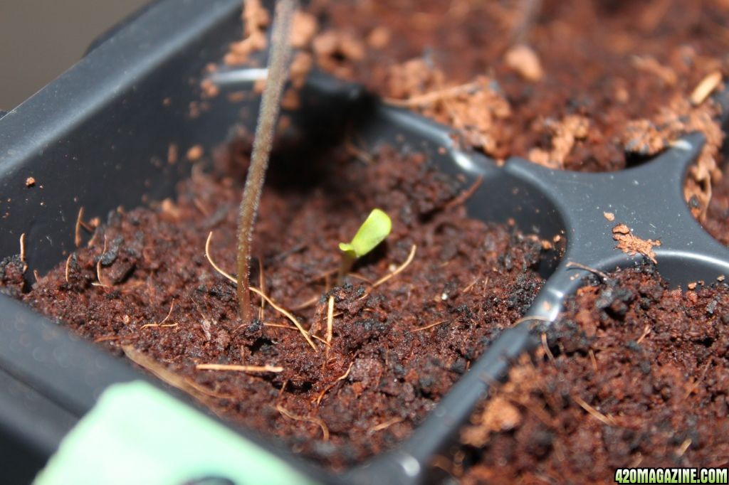 2 sprouts one seed