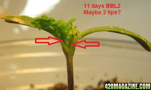 2 tips 11 days BBL2