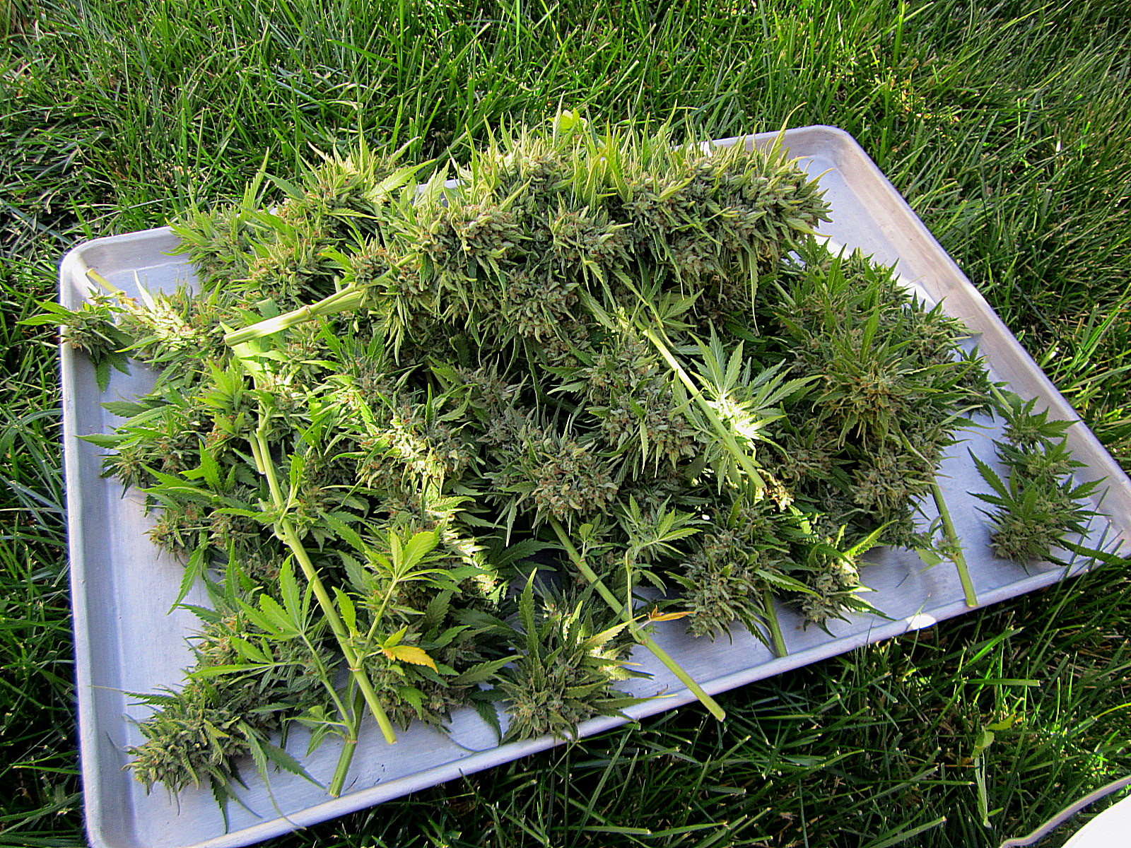 2 tray o branches.JPG