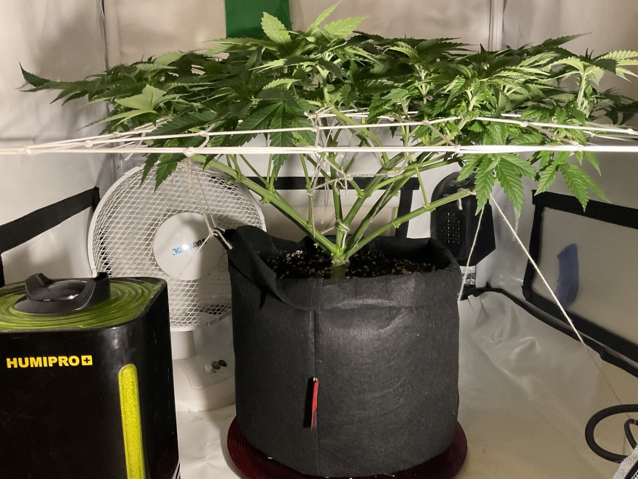 2 weeks 12/12 LST & SCROG NET ( But not a ScroG ) | 420 Magazine