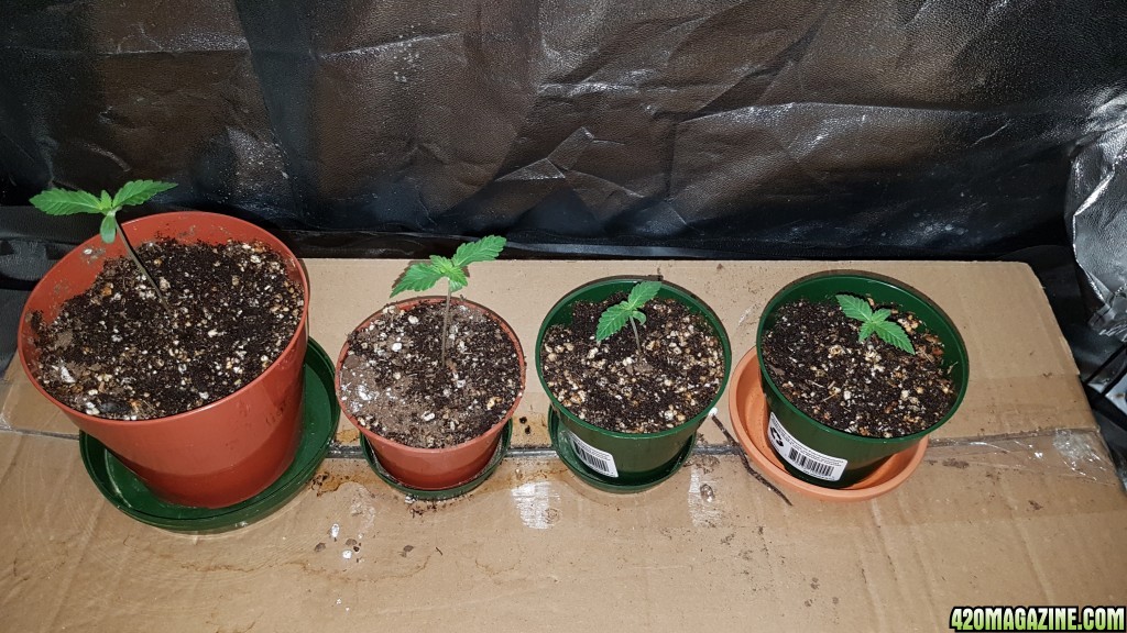 2 weeks - 4 plant of White cookie