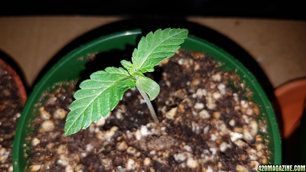 2 weeks - 4 plant of White cookie