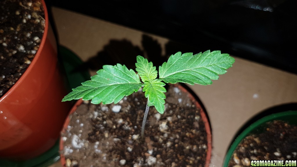 2 weeks - 4 plant of White cookie