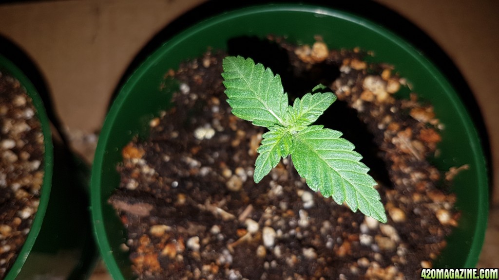 2 weeks - 4 plant of White cookie