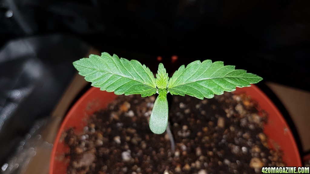 2 weeks - 4 plant of White cookie