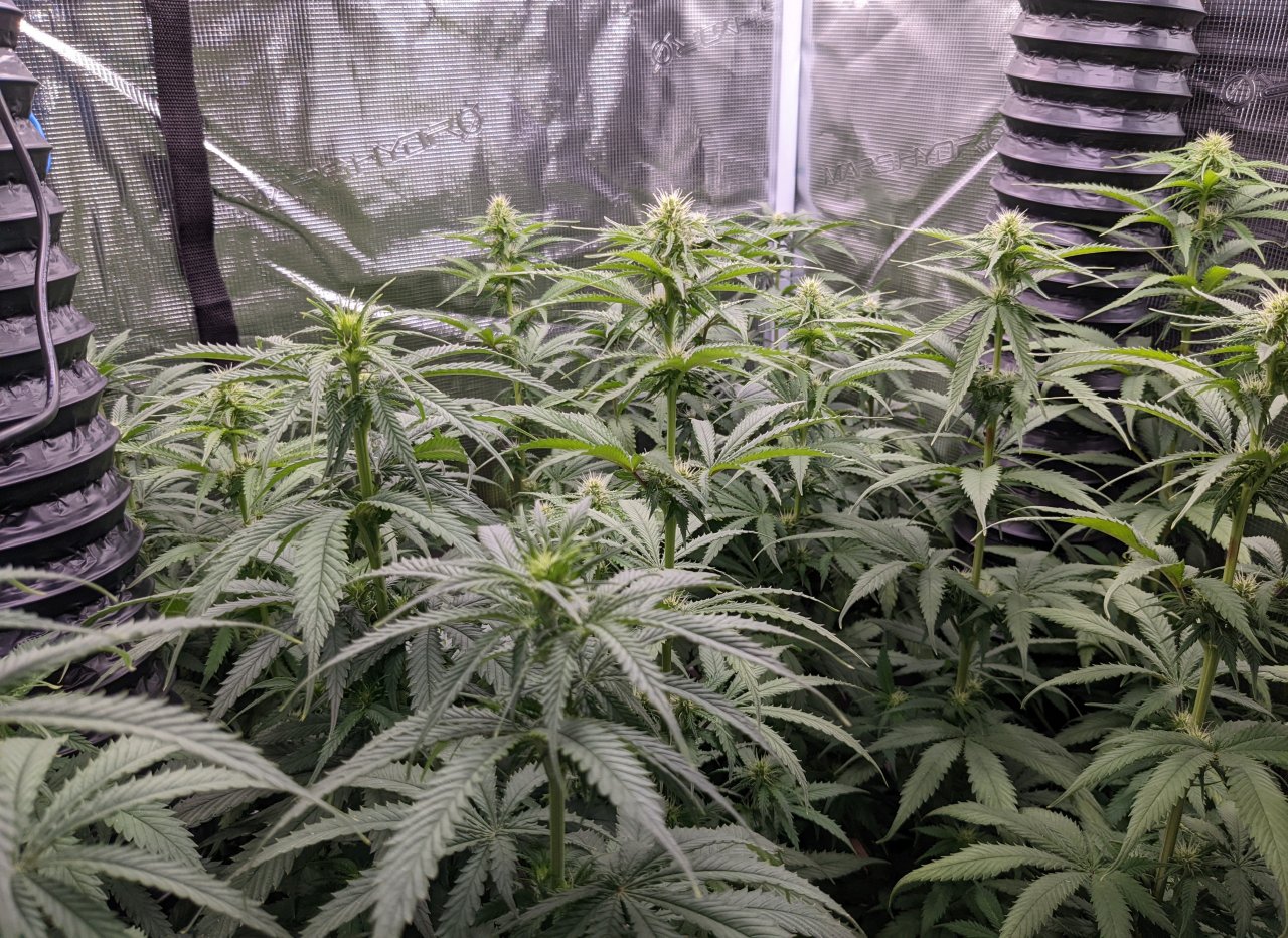 2 weeks into 12/12