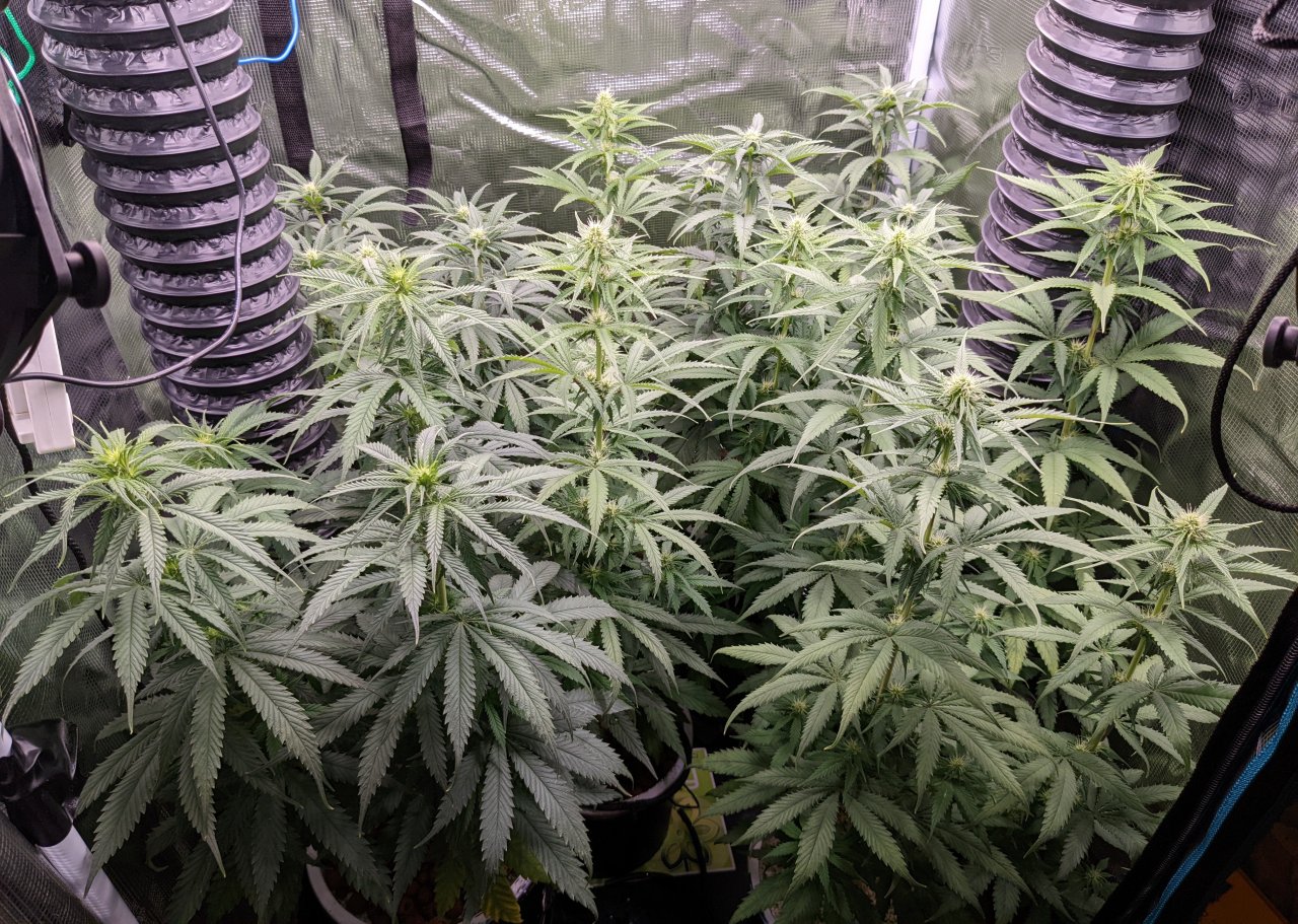 2 weeks into 12/12