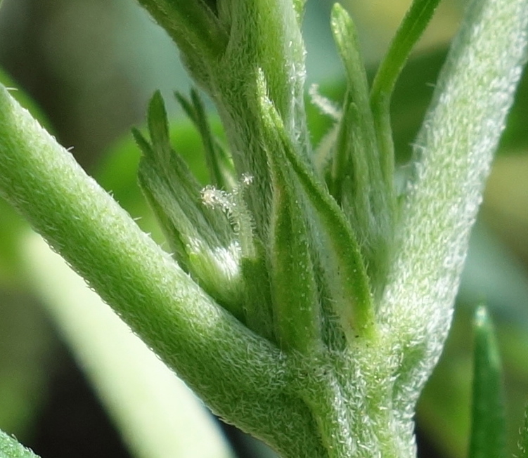 2-WW - pistils visible