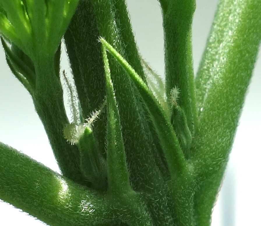 2-WW - pistils visible