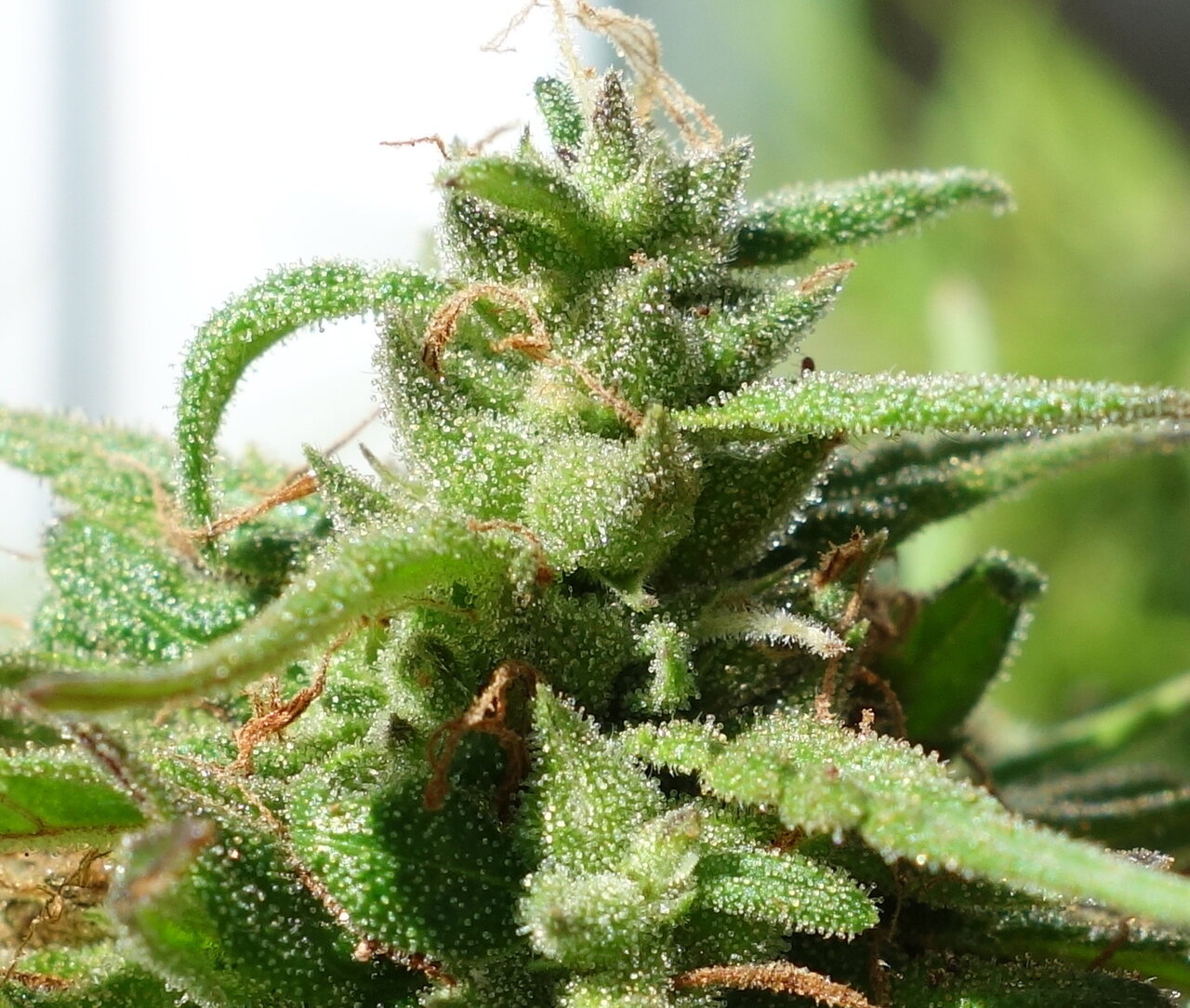 2-WW  -  White Widow bud closeup - 10th week flowering