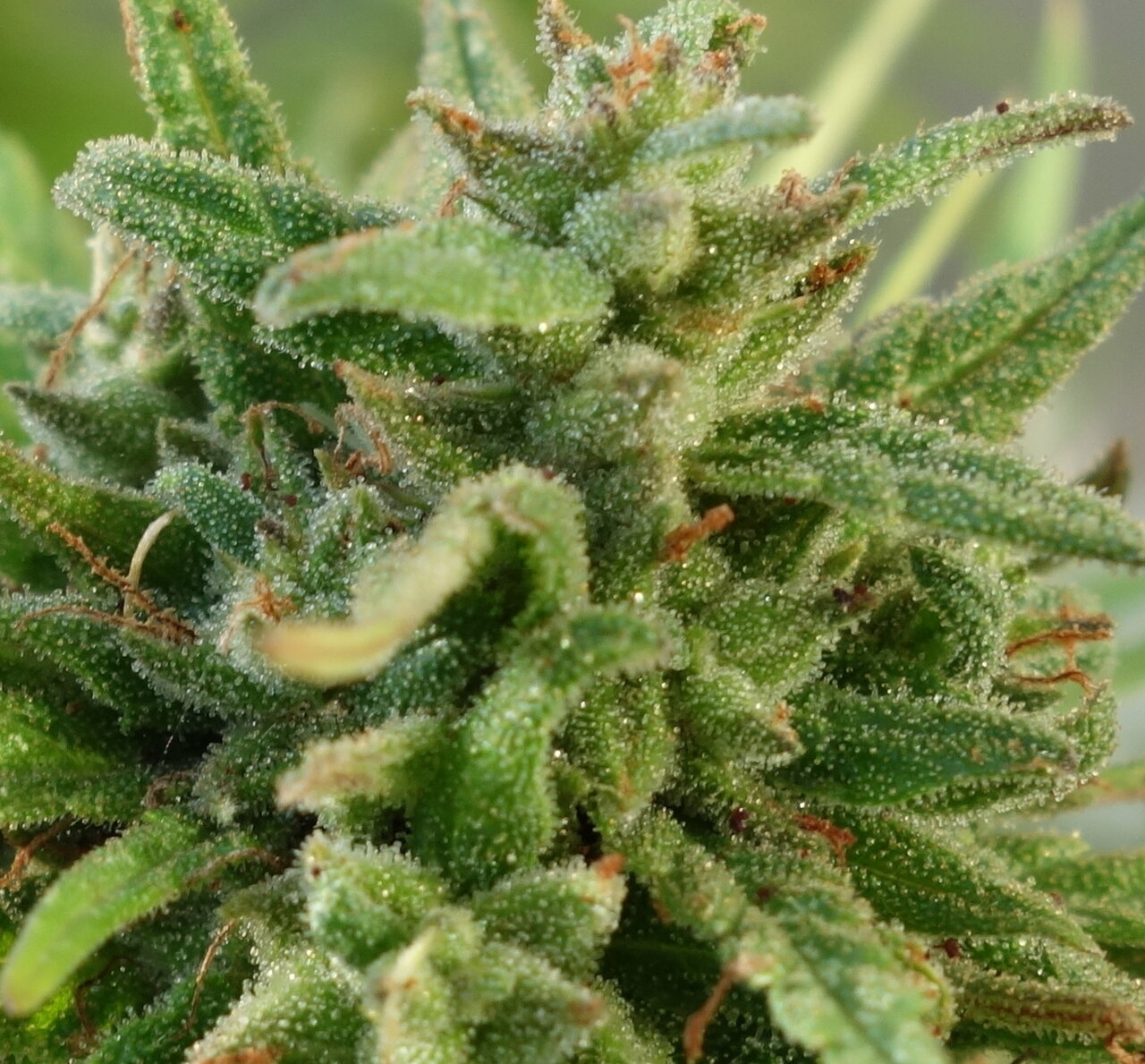 2-WW  - White Widow - end of week 10 flowering bud closeup