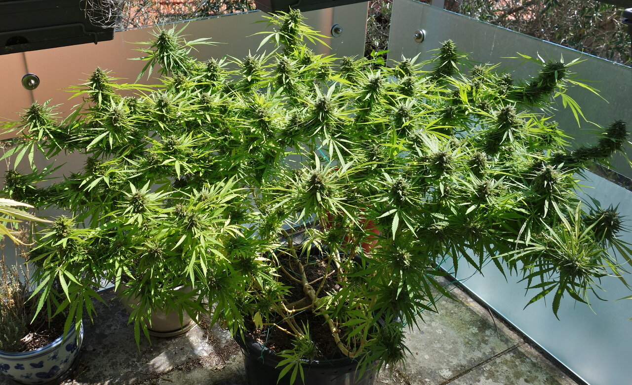 2-WW  - White Widow - end of week 10 flowering