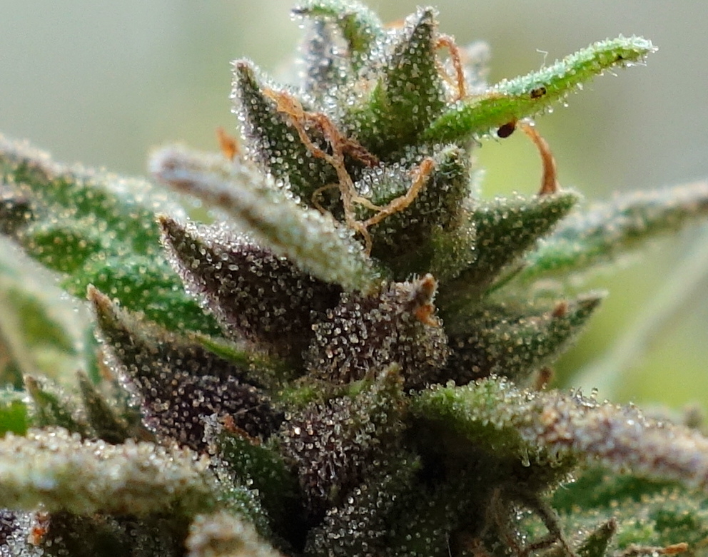 2-WW  White Widow XTRM trichome closeup prior to chop