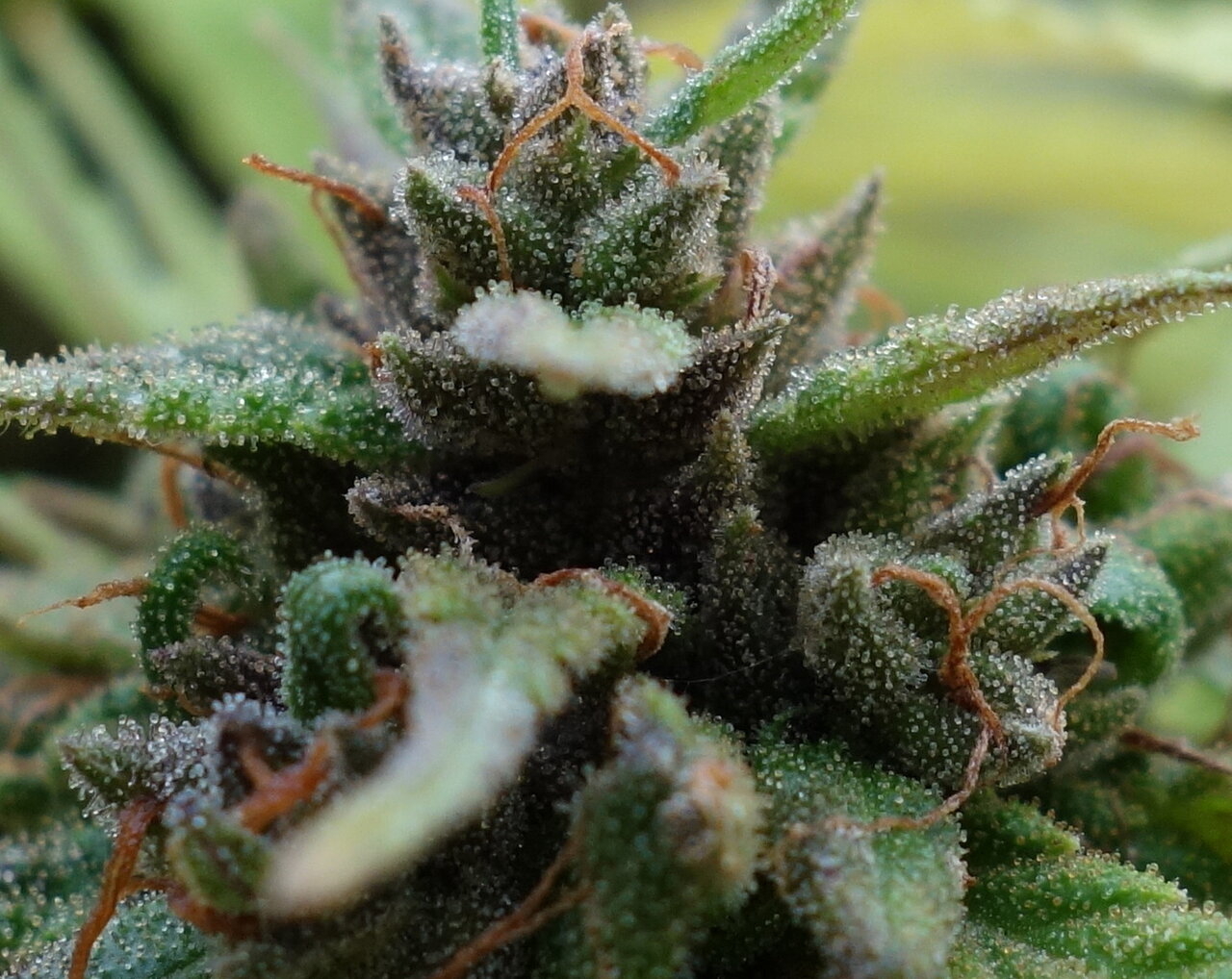 2-WW  White Widow XTRM trichome closeup prior to chop