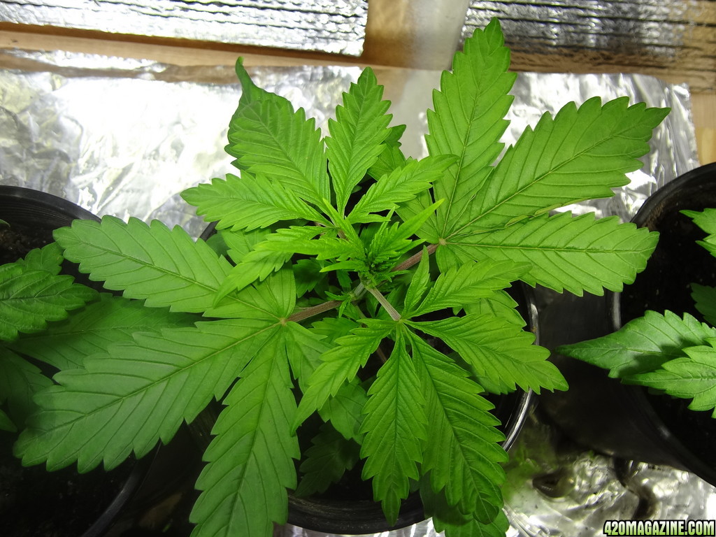 20 days in soil