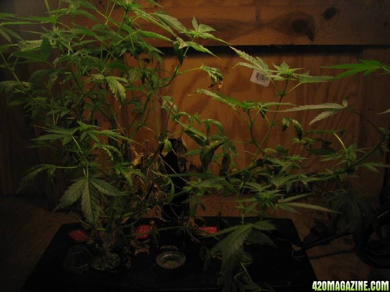 2008 Grow - 07122008