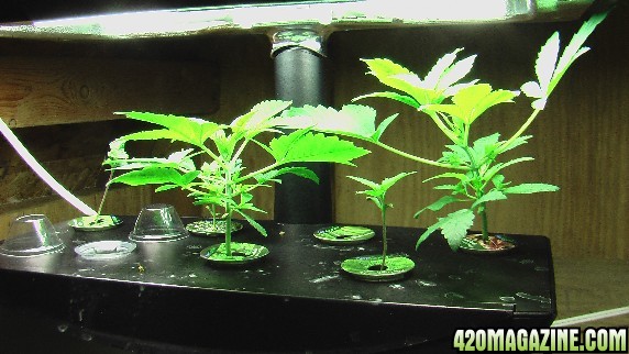 2008 Grow