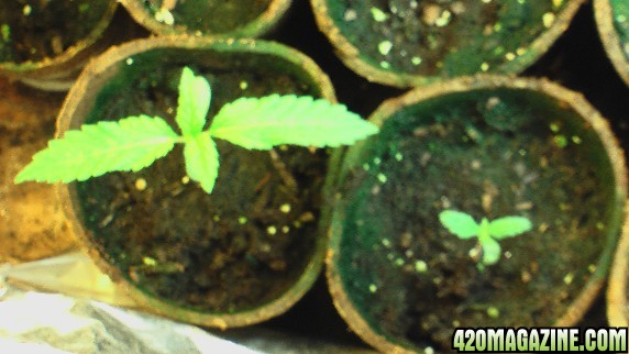 2008 Grow