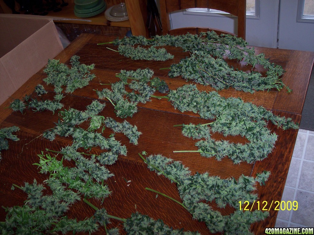 2009 Winter Harvest