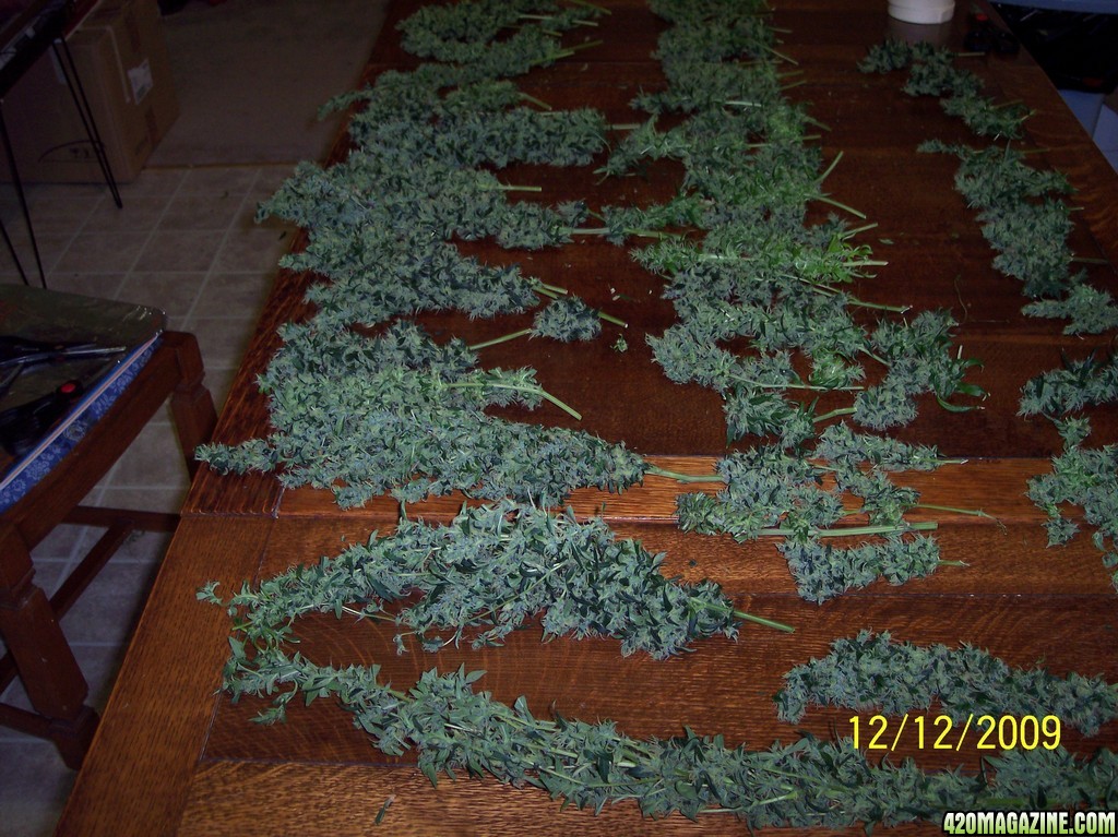 2009 Winter Harvest